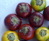 Solanum sessiliflorum - Red Cocona Seeds
