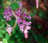 Ribes sanguineum - Red Flowering Currant