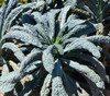 Black Magic Kale Seeds Black Magic Kale Seeds