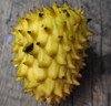 Annona hypoglauca - Wild Cherimoya Seeds