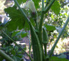 Burmese Okra Seeds