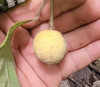 Annona edulis - Annona edulis Seeds