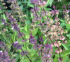 Ocimum basilicum - Thai Basil, Large Sweet Seeds
