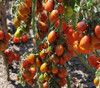 Black Dragon Tomato Seeds
