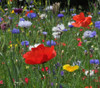 multiple species - Wildflower Mix - Southwest