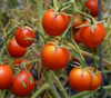 42 Days Tomato Seeds