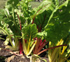 Five Color Australian Swiss Chard Seeds