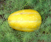 Korean Melon, Early Silver Line Seeds