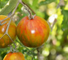 Striped Students Tomato