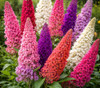 Buddleja davidii - Butterfly Bush Mixed Colors Seeds