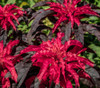 Amaranthus tricolor - Early Splendor Amaranth Seeds