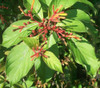 Hamelia patens - Mexican Firebush