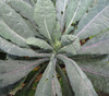 Dazzling Blue Kale Seeds