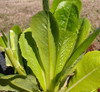 Komatsuna, Japanese Mustard Spinach Seeds