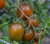 Brad's Atomic Grape Tomato Seeds