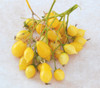 Barry's Crazy Cherry Tomato Seeds