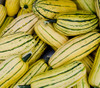 Delicata Zeppelin Squash Seeds