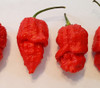 Apocalypse Scorpion Pepper Seeds