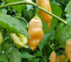 Sugar Rush Peach Pepper Seeds