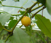 Garcinia brasiliensis - Bacupari Seeds
