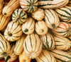 Honey Boat Delicata Squash Seeds
