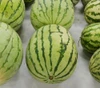 Dixie Queen Watermelon Seeds