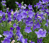 Platycodon grandiflorus - Balloon Flower Seeds