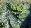 Chinese Cabbage, Vitamina Seeds