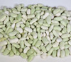 Flageolet Bean Seeds