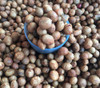 Vigna subterranea - Bambara Groundnut Seeds