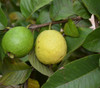 Psidium guajava - Waiakea Guava Seeds