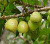 Syzygium malaccense - White Mountain Apple Seeds