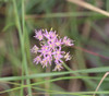 Allium stellatum - Prairie Onion Seeds