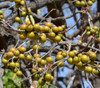 Diospyros melanoxylon - Coromandel Ebony Seeds