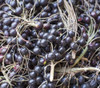 Bactris guineensis - Coyolito Palm Seeds