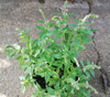 Ocimum canum - Malawi Camphor Basil Seeds