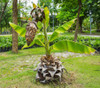 Ensete superbum - Cliff Banana Seeds