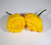 Yellow Scotch Brain Pepper Seeds