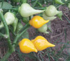 Biquinho Yellow Pepper Seeds