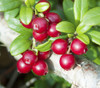 Vaccinium vitis-idaea - Lingonberry Seeds