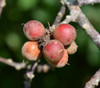 Pouteria alnifolia - Pouteria alnifolia