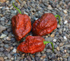 Apocalypse Scorpion Chocolate Pepper Seeds