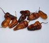 Pimenta Puma Pepper Seeds