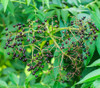 Zanthoxylum rhetsa - Indian Pepper Seeds