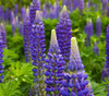 Lupinus perennis - Lupine, Perennial Seeds