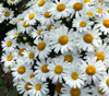 Chrysanthemum maximum - Shasta Daisy Seeds