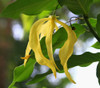 Desmos chinensis - Dwarf Ylang-Ylang Seeds