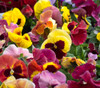 Viola x wittrockiana - Pansy, Swiss Giant Mix Seeds