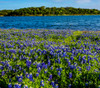 Lupinus texensis - Texas Blue Bonnet