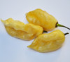 Long White Scorpion Pepper